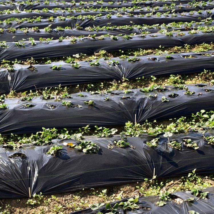 6.5 x 330/4 x 250/6 x 300 Feet Weed Barrier Landscape Fabric - Shellcreations