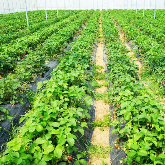 6.5 x 330/4 x 250/6 x 300 Feet Weed Barrier Landscape Fabric - Shellcreations