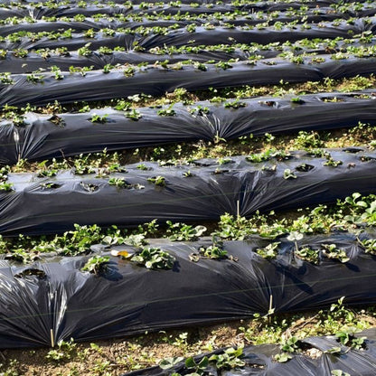 6.5 x 330/4 x 250/6 x 300 Feet Weed Barrier Landscape Fabric - Shellcreations