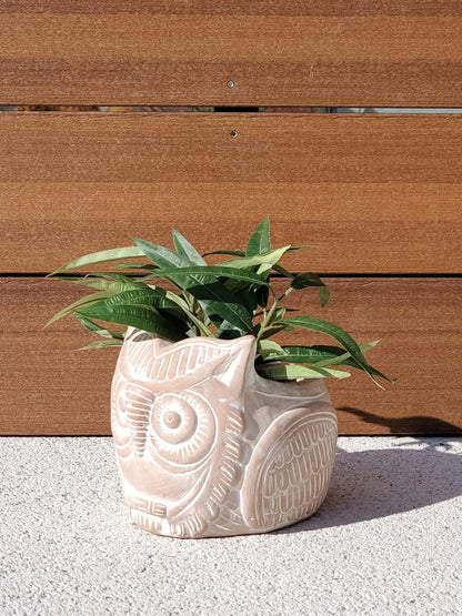 Terracotta Pot - Horned Owl - Shellcreations